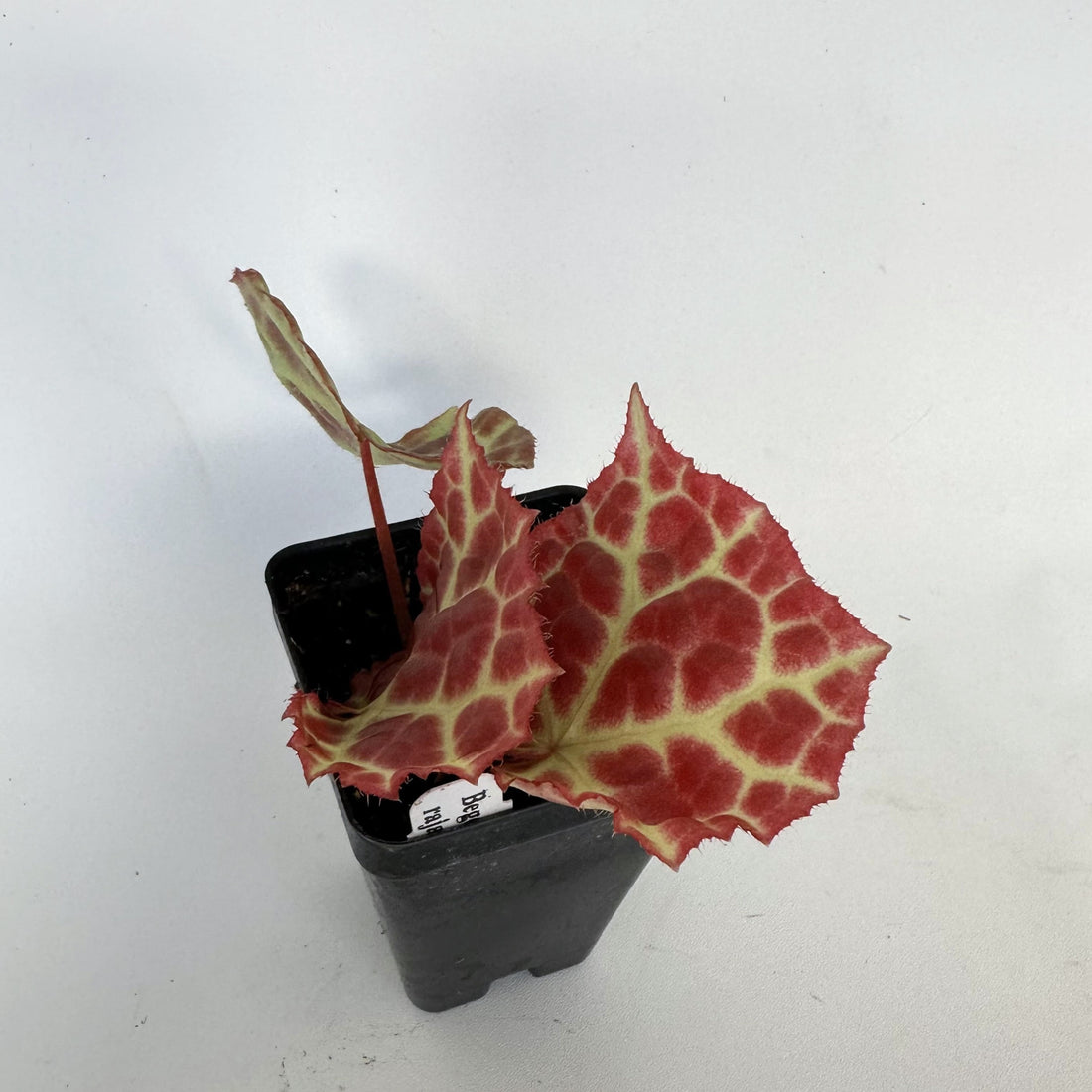 Begonia rajah – Steve's Leaves