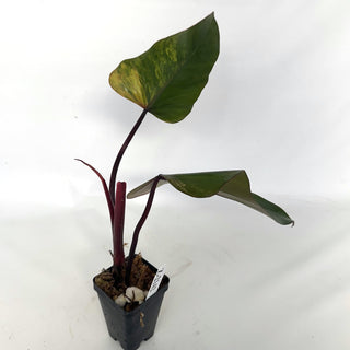 Z-2142 - Philodendron 'Strawberry Shake'