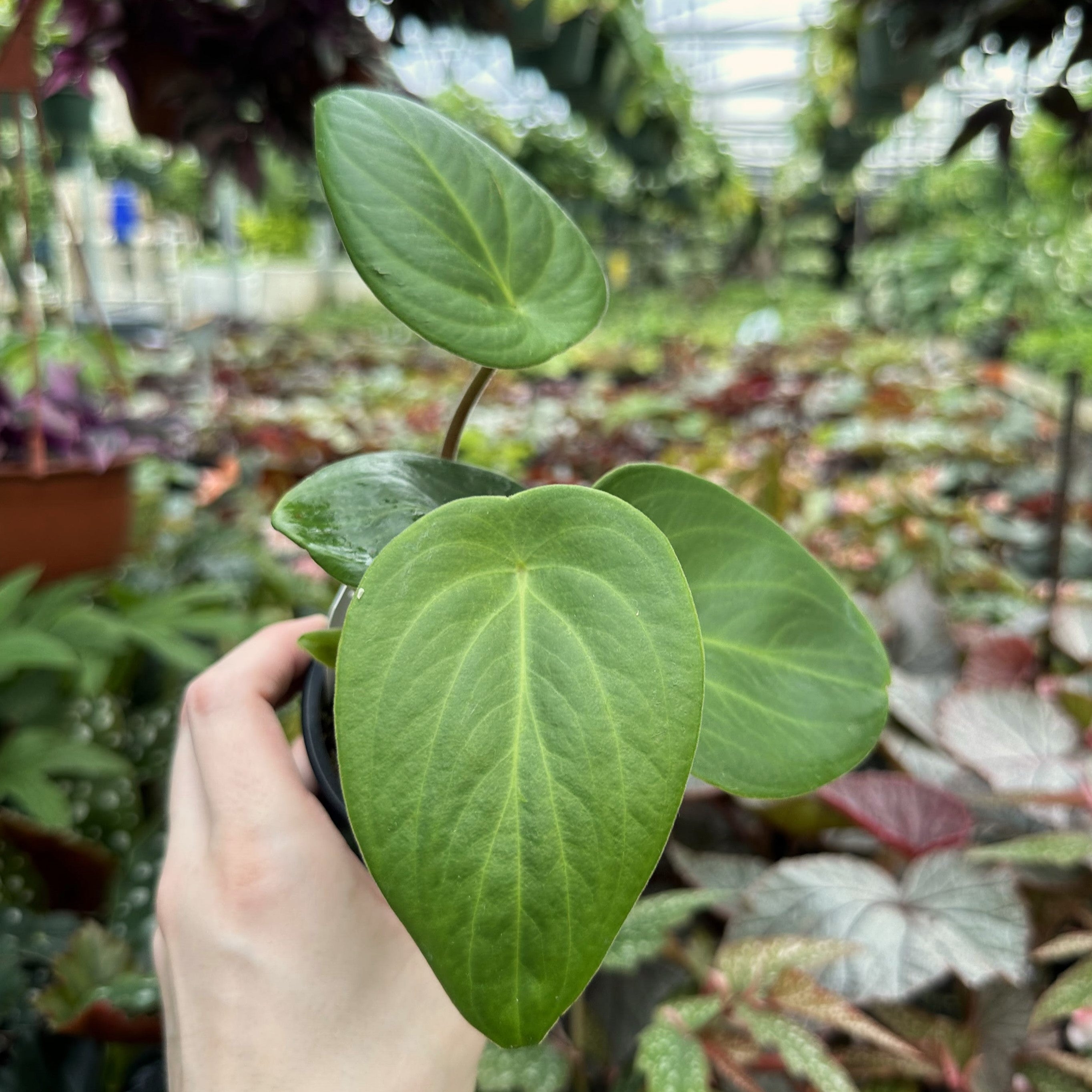peperomia philodendron Peperomia sp. Costa Rica