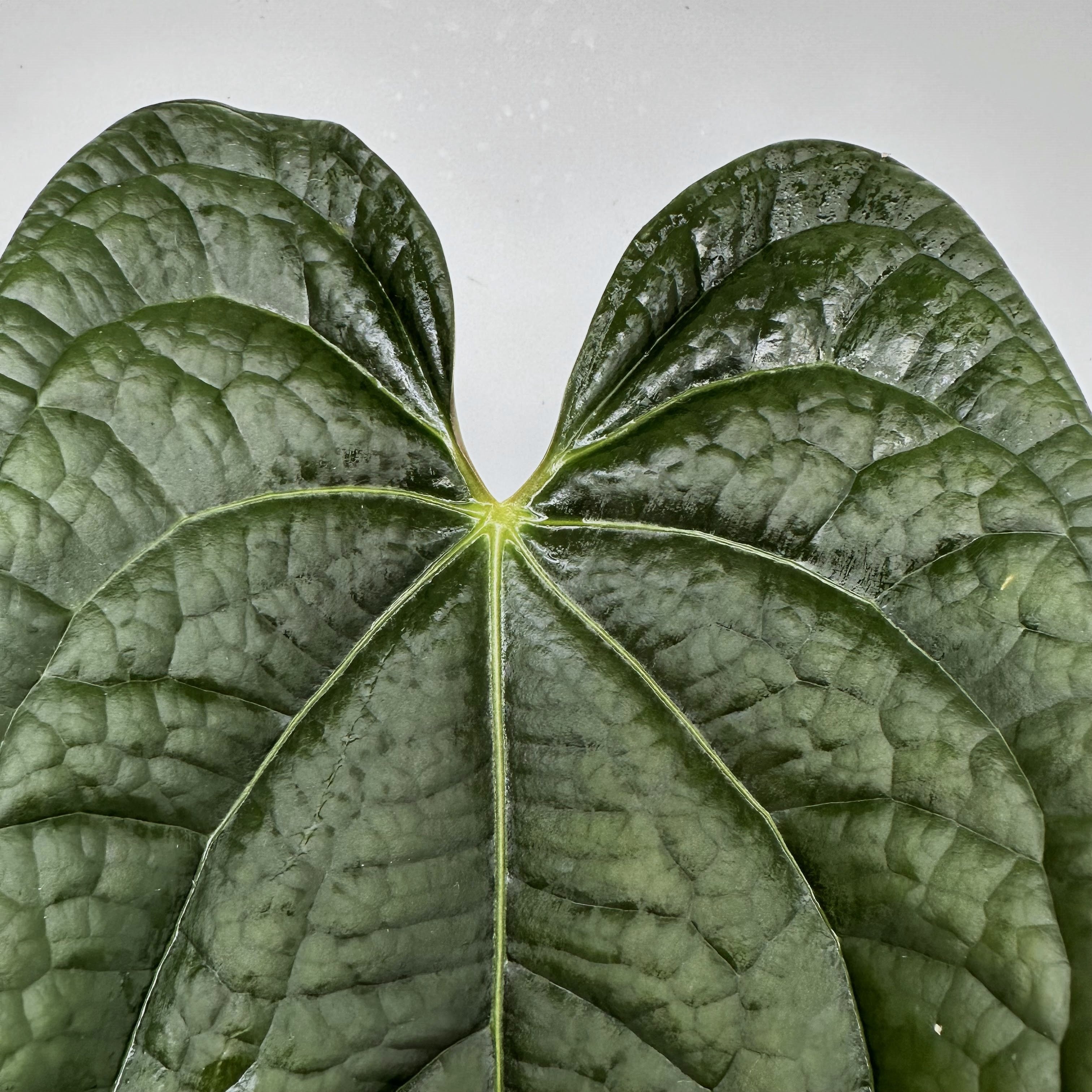 anthurium giant Anthurium 'Jungle Giant' x luxurians