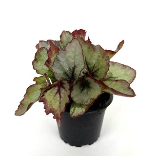 Begonia 'Steve's Leaves Dragon Scale'