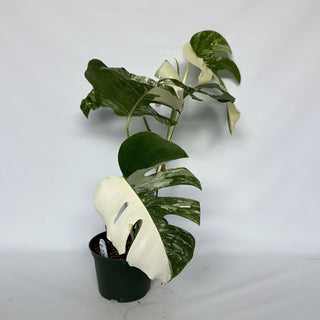 Z-2268 - Monstera deliciosa var. borsigiana albo-variegata