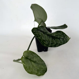 Z-2162 - Scindapsus pictus ‘Silver Dutchess’