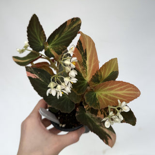 Z-2189 - Begonia ‘Withlacoochee’ (Variegated)