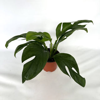 Z-2248 - Monstera dissecta