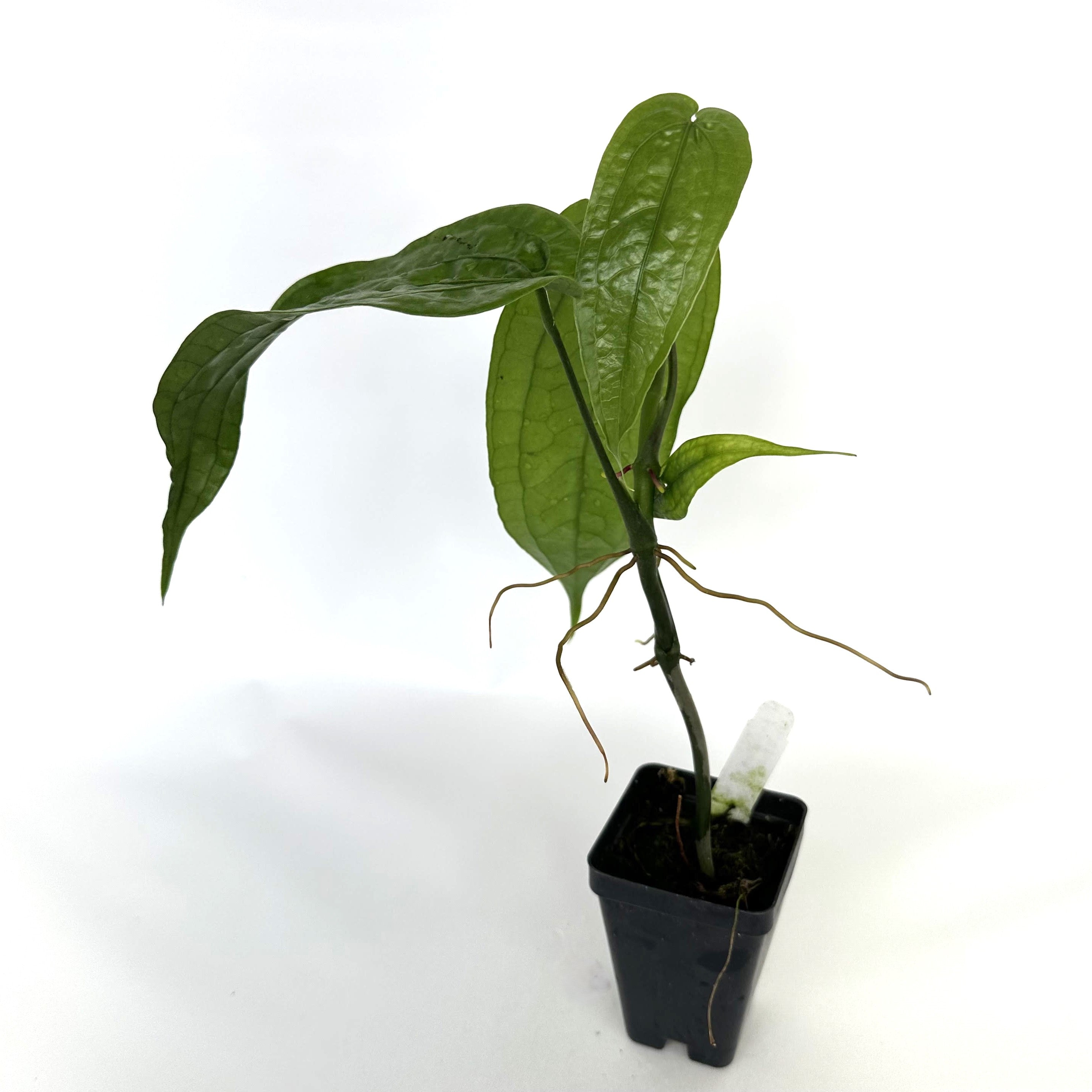 lime crime anthurium Anthurium sp. Limon | Rare Anthurium with Tri-Lobed Leaves