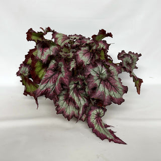 Z-2232 - Begonia 'Raspberry Torte' - 6in Hanging Basket **NEW**
