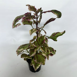 Z-2132 - Plectranthus hybrida (Coleus) 'Anna'