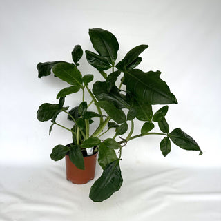 Z-2178 - Syngonium auritum