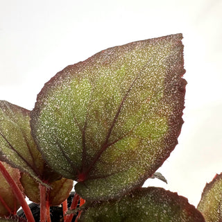 Begonia 'Steve's Leaves Overspray'