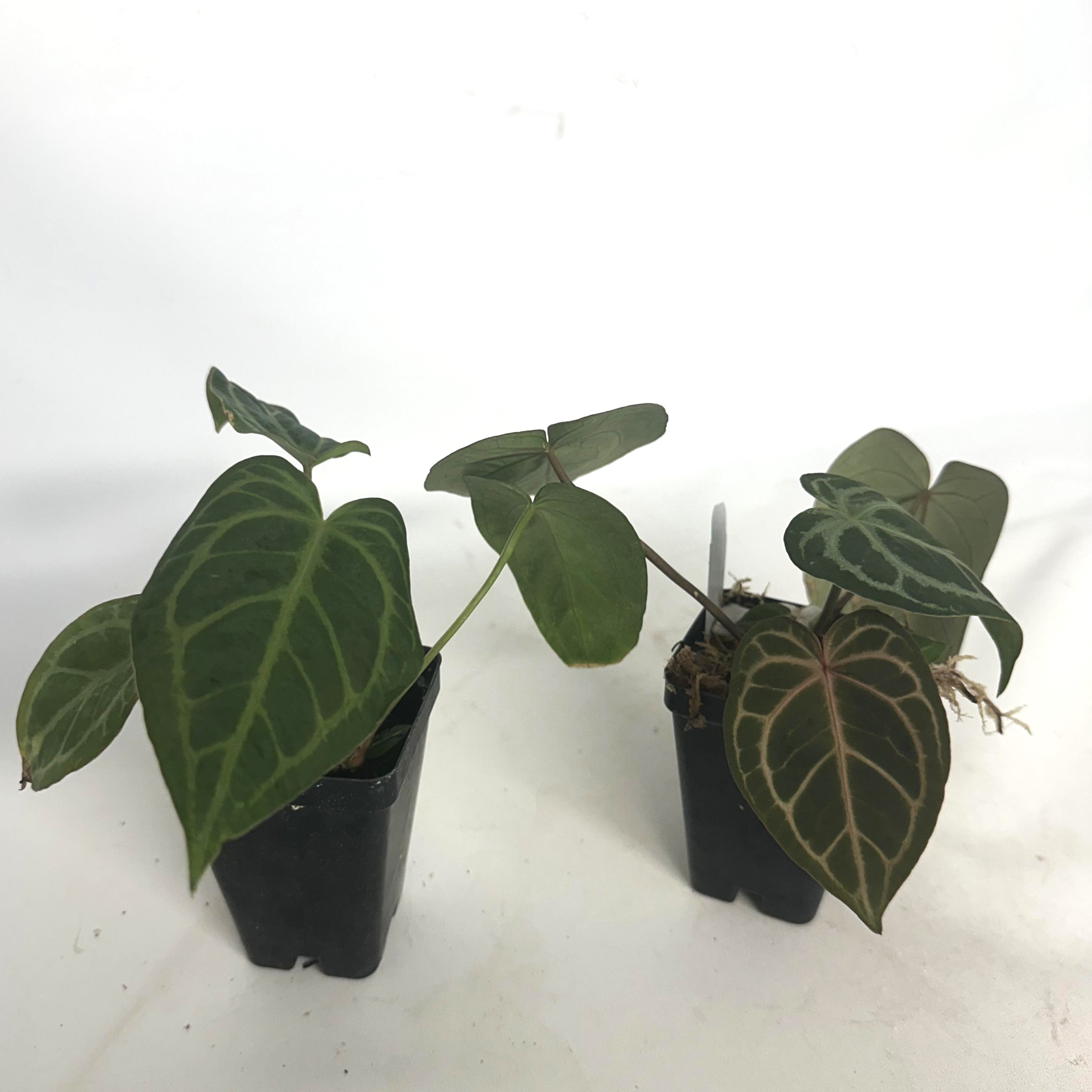 anthurium wonderboy Anthurium magnificum x 'Wonder Boy'