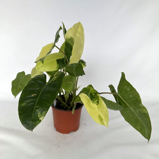 Z-2249 - Philodendron 'Burle Marx' variegated