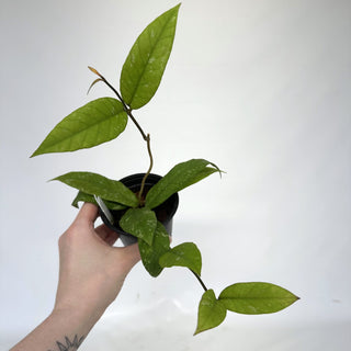 Z-2219 - Hoya sp. Aceh Gayo Lues **NEW Release**