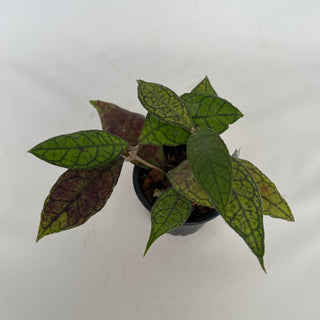Z-2172 - Hoya finlaysonii
