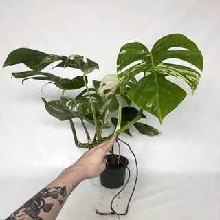 Z-2124 - Monstera deliciosa var. borsigiana albo-variegata