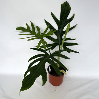 Z-2176 - Philodendron elegans