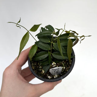 Z-2196 - Hoya leucantha **NEW Release**