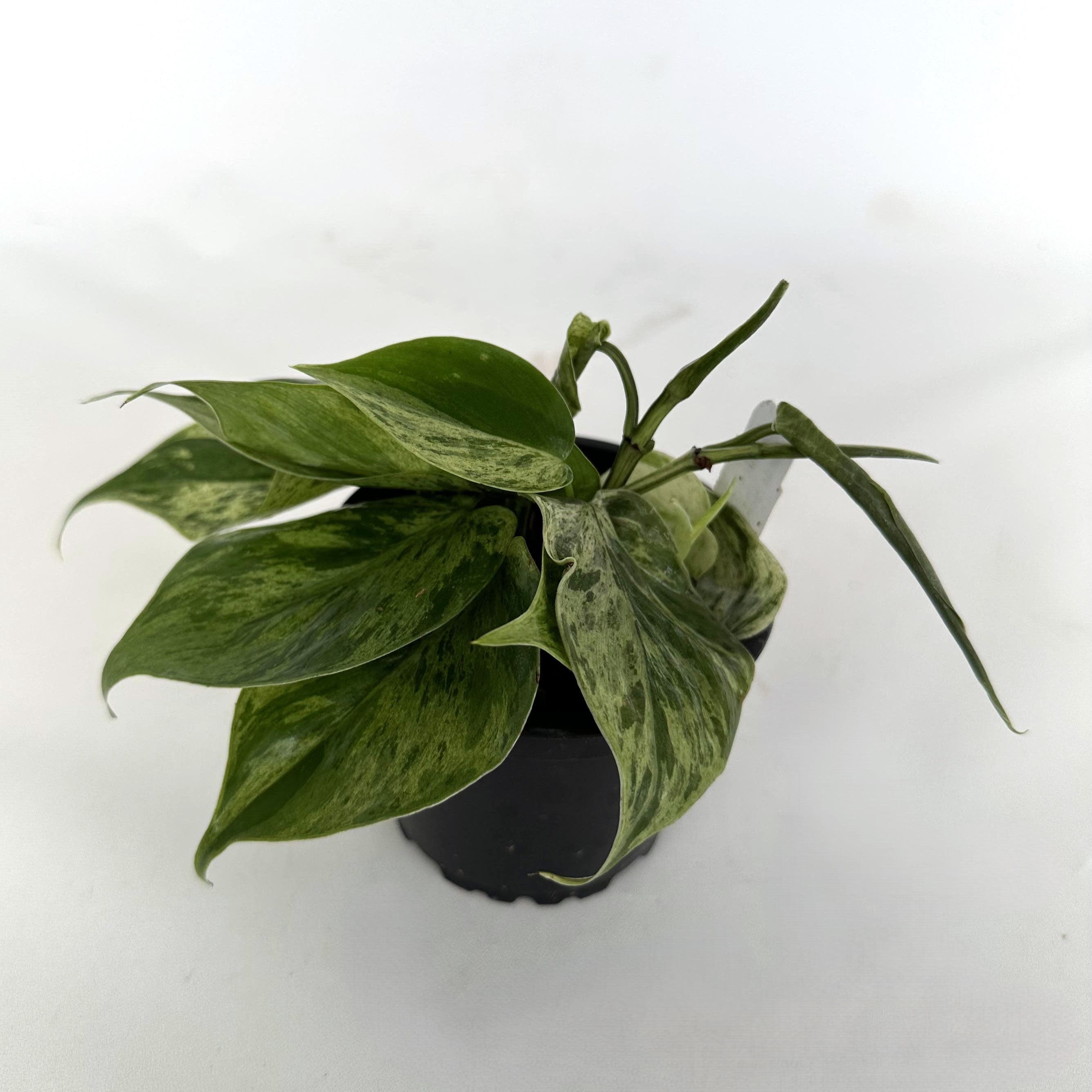 philodendron hedera Philodendron hederaceum variegata