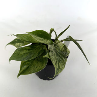 Philodendron hederaceum variegata