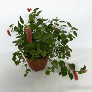 Z-2230 - Acalypha pendula - 6in Hanging Basket **NEW**