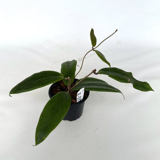 Z-2171 - Hoya ilagiorum