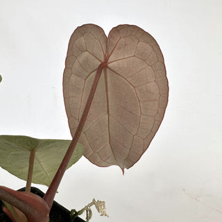 Z-2157 - Anthurium forgetii/'Ace of Spades' X 'Zara'/'Michele'
