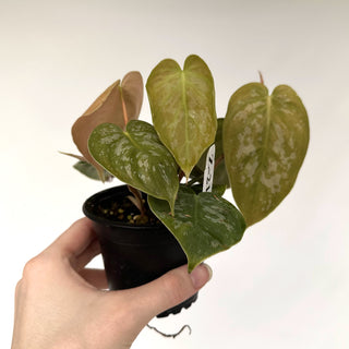 Z-2166 - Philodendron aff. brandtianum (Shingling Form)