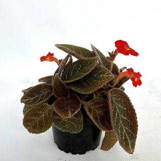 Episcia 'Longwood Gardens'