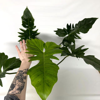 Z-2231 - Philodendron 'Green Dragon'