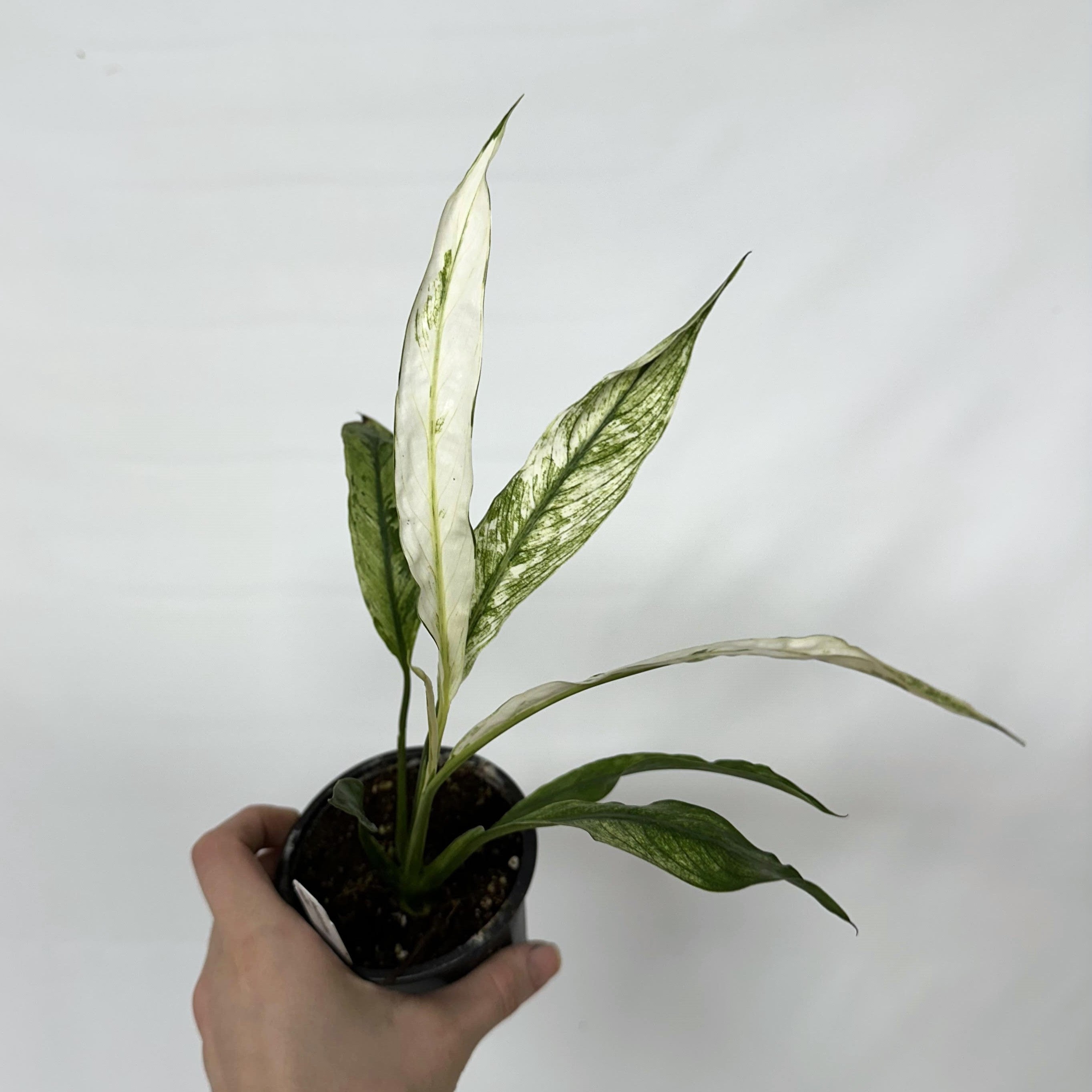 variegated peace lily price Spathiphyllum wallisii variegata