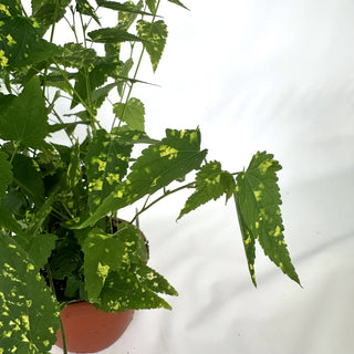 Abutilon megapotamicum 'Variegatum' - 6" Hanging Basket