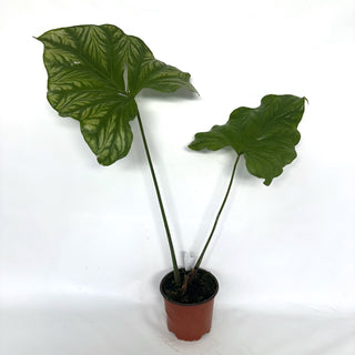 Z-2134 - Cercestis mirabilis