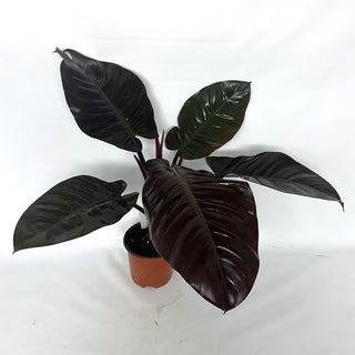 Z-2131 - Philodendron 'Black Cardinal'
