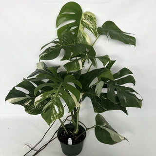Z-2122 - Monstera deliciosa var. borsigiana albo-variegata