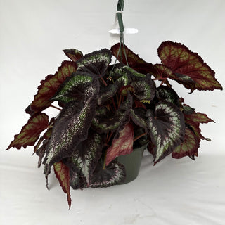 Z-2180 - Begonia 'Black Beauty' - 10in Hanging Basket **NEW**