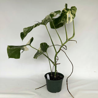 Z-2152 - Monstera deliciosa var. borsigiana albo-variegata
