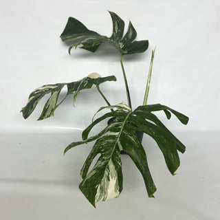 Z-2120 - Monstera deliciosa var. borsigiana albo-variegata
