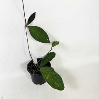 Hoya peninsularis