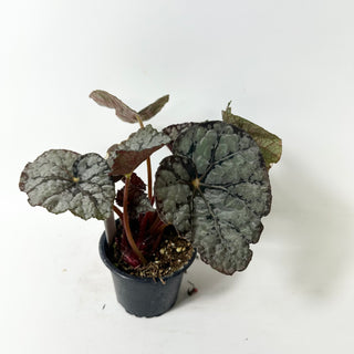 Begonia 'Steve's Leaves Frostbite' [#2016]
