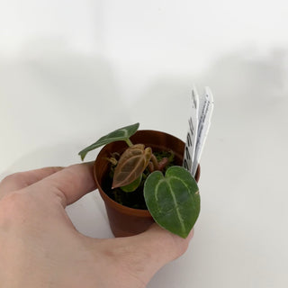 Z-4666 - Anthurium 'Tezula Dreamweaver'/dorayaki x 'Arnold Schwarzenegger' - Seedling