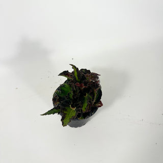 Begonia 'Texas Red Star' [#2052]