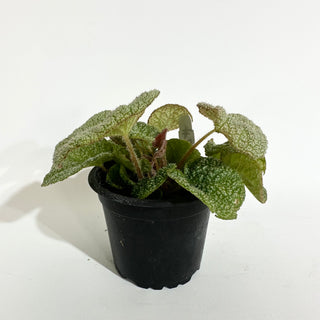 Begonia 'Steve's Leaves Dewfrost' [#2018]