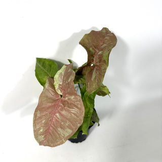 Syngonium podophyllum 'Pink Anya' [#2162]