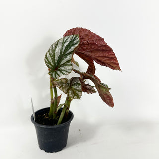 Begonia brevirimosa (Silver Form) [#2486]