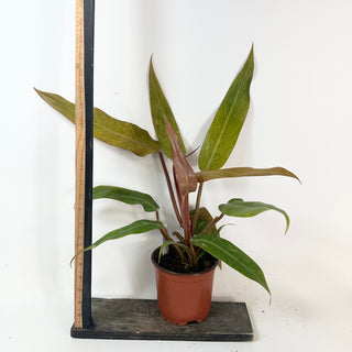 Philodendron 'Orange Marmalade' (Non-TC) [#2429]