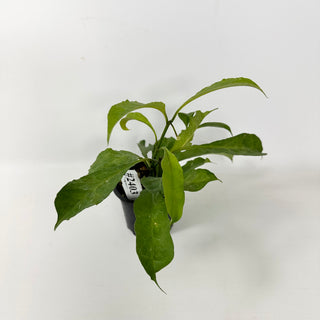 Hoya occultata "Splash" [#2403]