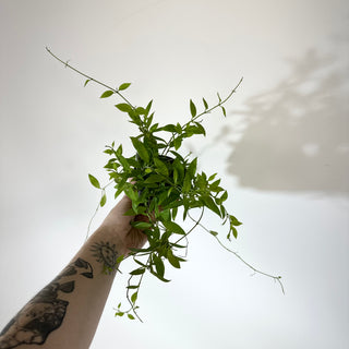 Hoya microstemma (NS11-145) [#2146]