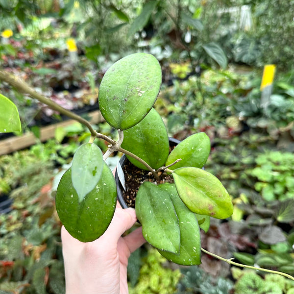 Hoya 'Tomaz' – Steve's Leaves