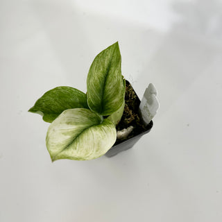Z-4587 - Scindapsus treubii 'Moonlight Mint'