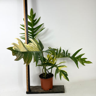 Philodendron 'Florida Beauty' x tortum [#2435]
